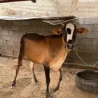 خبشه جرسيه