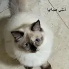 ثلاث قطط للبيع