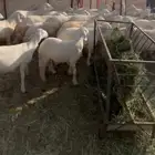 طليان حريه طيبه العدد 30