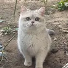 قط ذكر للتزاوج برتش شورت هير Ay12