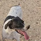 كلب مفقود جائزة 500 ريال