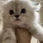 قطط هملايا شوكلت بيور