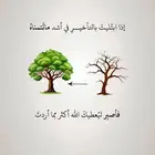 شقة