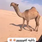 للبيع البكار طيبه بداوه