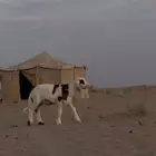 للبيع الخاروف العدد 1