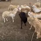 تيوس يمانيه و غنم رفيدي