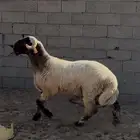 للبيع خروف صنف معرف من صوبين من مراح طيب