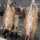 ذبايح حري نعيمي نجدي تيوس عوارض يوجد خدمه الذبح والتوصيل