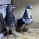 زاجل سباق (بشهادات)