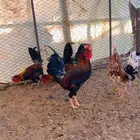 ديكه عربي ترثه عرف افرق