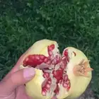 شتلات رمان بيده الفاخر