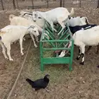 ماعز