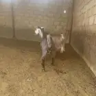 2 تيوس بلدي فل شحم ماشاء الله تبارك الله