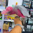 فروخ كوكاتو قالا أعمار 3شهور