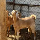 عنزين ( جذعة ) حمايس