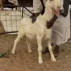 طليان. طيبه مشاريع فحول كفو معرفات