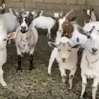 مجموعة ماعز قزم