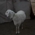 للبيع حايل