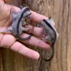 فروخ السنجاب الطائر .. شوقر قلايدر