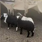 خرفان