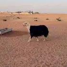 نجدي فحل