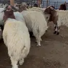 نعيم بلدي مع الذبح والتوصيل بالدمام