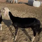 رخل نجديه ثني