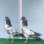 طبه اخوان باكستاني ( تم البيع )