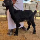 للبيع جفره عارضيه خصم