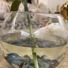 اسماك الفايتر والزينه