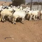 طليان مرابي سواكل