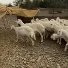 ضأن صنف