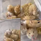 هامسترات