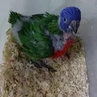 فرخ لوري غر ((( تم البيع تم البيع )))