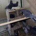 قطايف سود ول امهات زرق