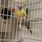 جوز صن كنيور منتج تم البيع