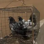 حمام باكستاني تيدي بيور ماشالله الاساسات موجوده