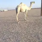 للبيع ضريبه