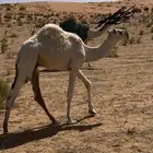 قعود للبيع يصلح فحل طيب