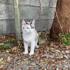 قطه شيرازيه للتبني