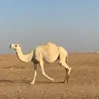 للبيع اللقحه وضحا