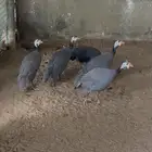 حجل
