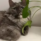 قطط