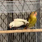 السلام عليكوم زوج روز