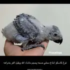 فروخ كاسكو انتاج محلي