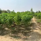 معلم مشاتل زراعي