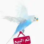 حمام رقاص هولندي مع إنتاجه للبيع