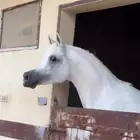 حصان واهو دماء فاخره