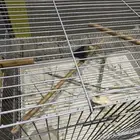 زوج الروز منتج تحته بيض والأنثى أليفه تجي على الكتف