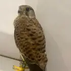 مطلوب شبوط بسعر معقول الي عنده يكلمني خاص